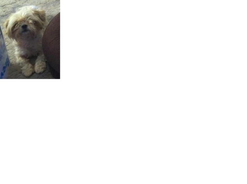 Maltese x Shih Tzu FREE Wagga Wagga Dogs for sale, puppies for sale