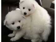  - American Eskimo Dog Puppies