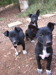Lively Border Collie x Kelpie Pups
