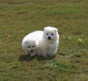 samoyed puppies for sale 
