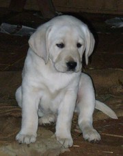 Golden Labrador Puppies for sale