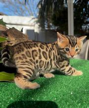 Adorable kittens for Re-homing Whatsapp: +48 721-046-420